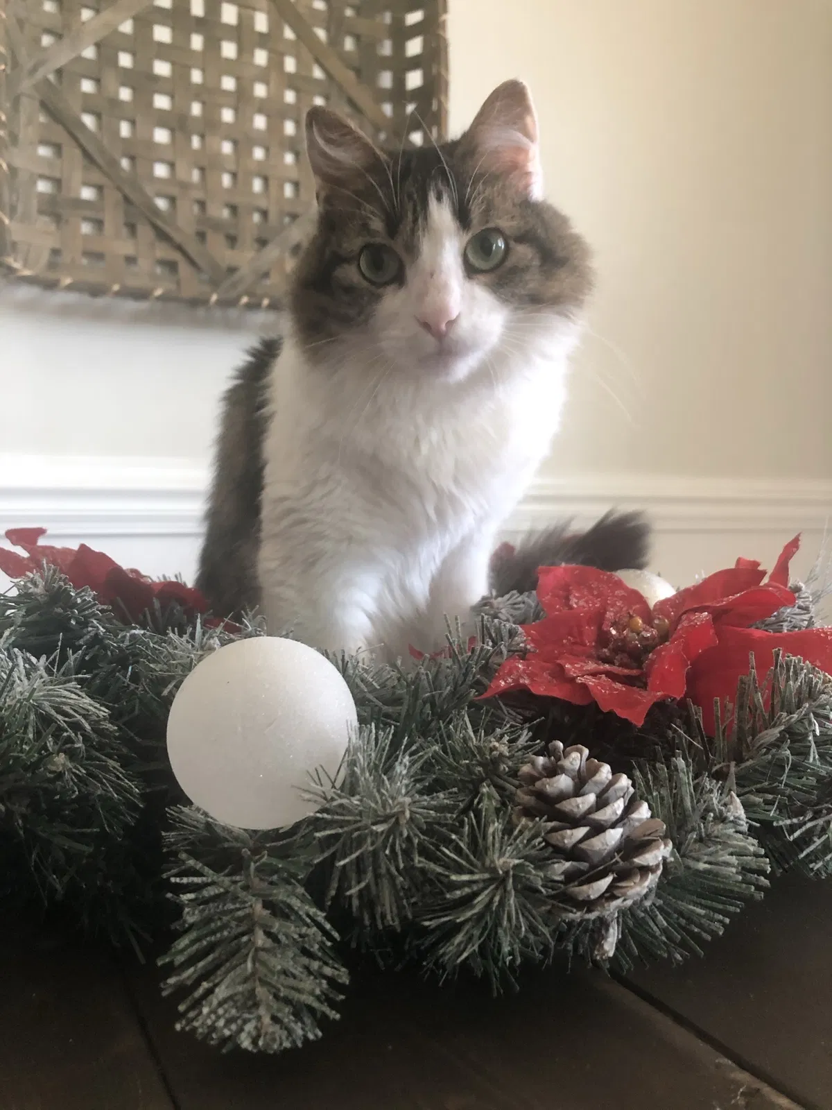 Lost cat in Unknown, SC, 29486