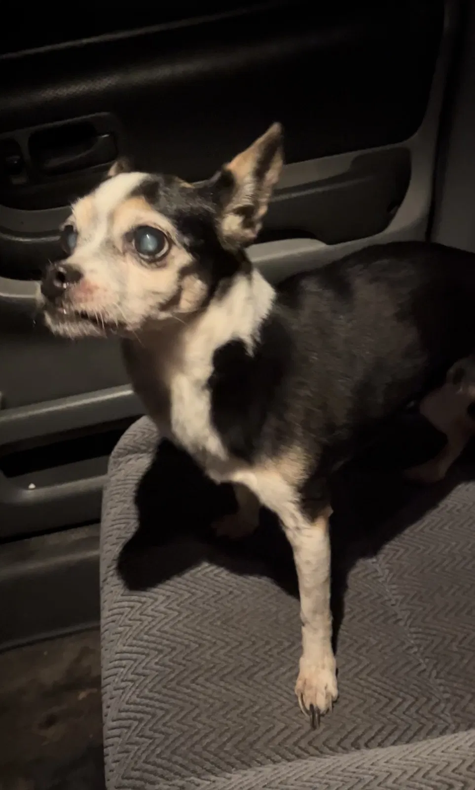 Lost dog in San Antonio, TX, 78211
