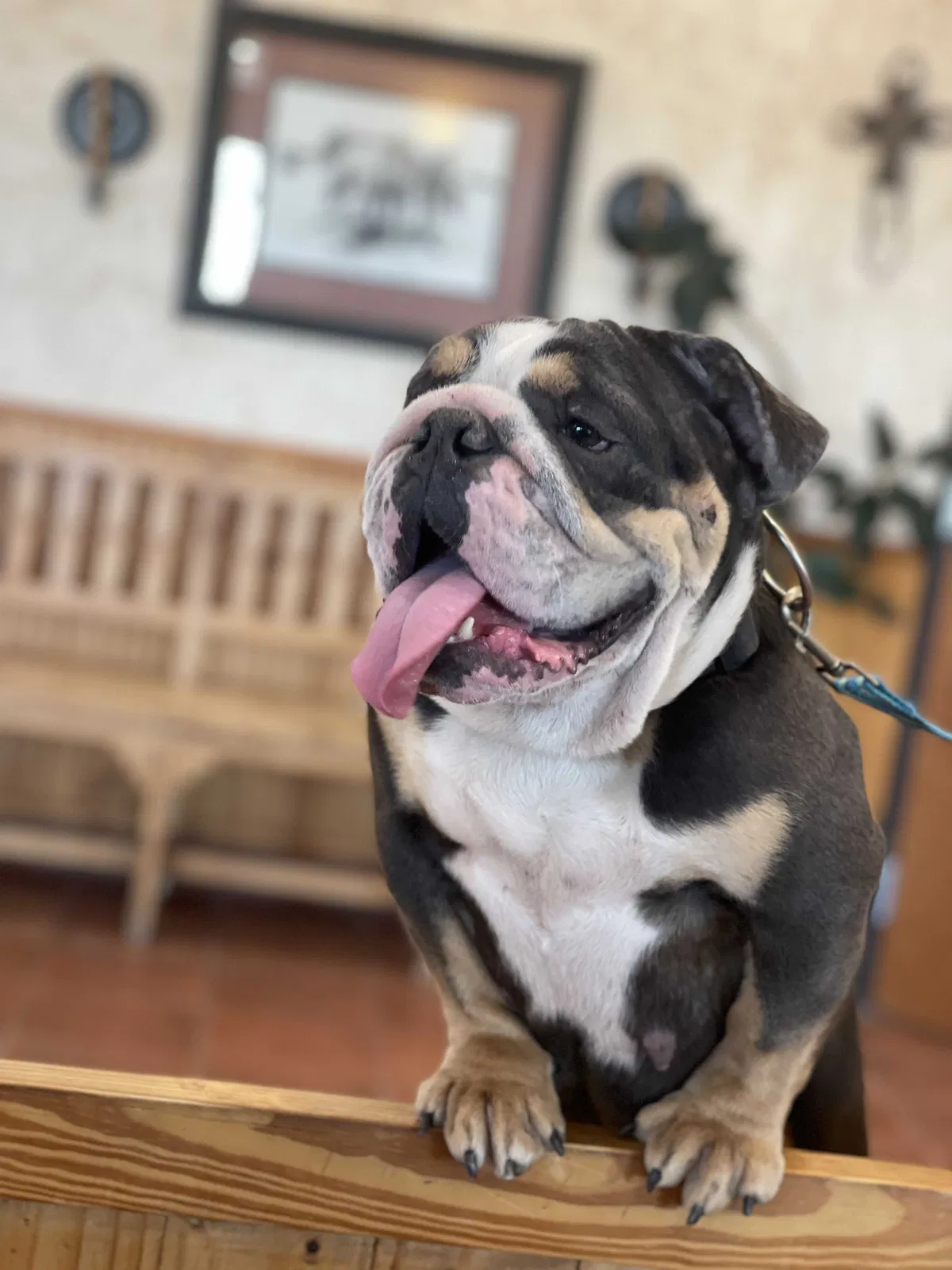 Lost dog in Fort Worth, TX, 76114