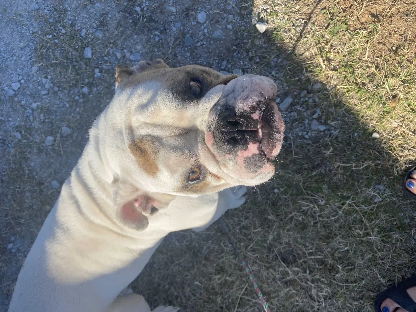 Lost dog in Fort Worth, TX, 76114