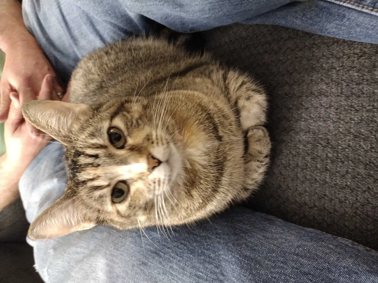 Lost cat in Huntsville, AL, 35824