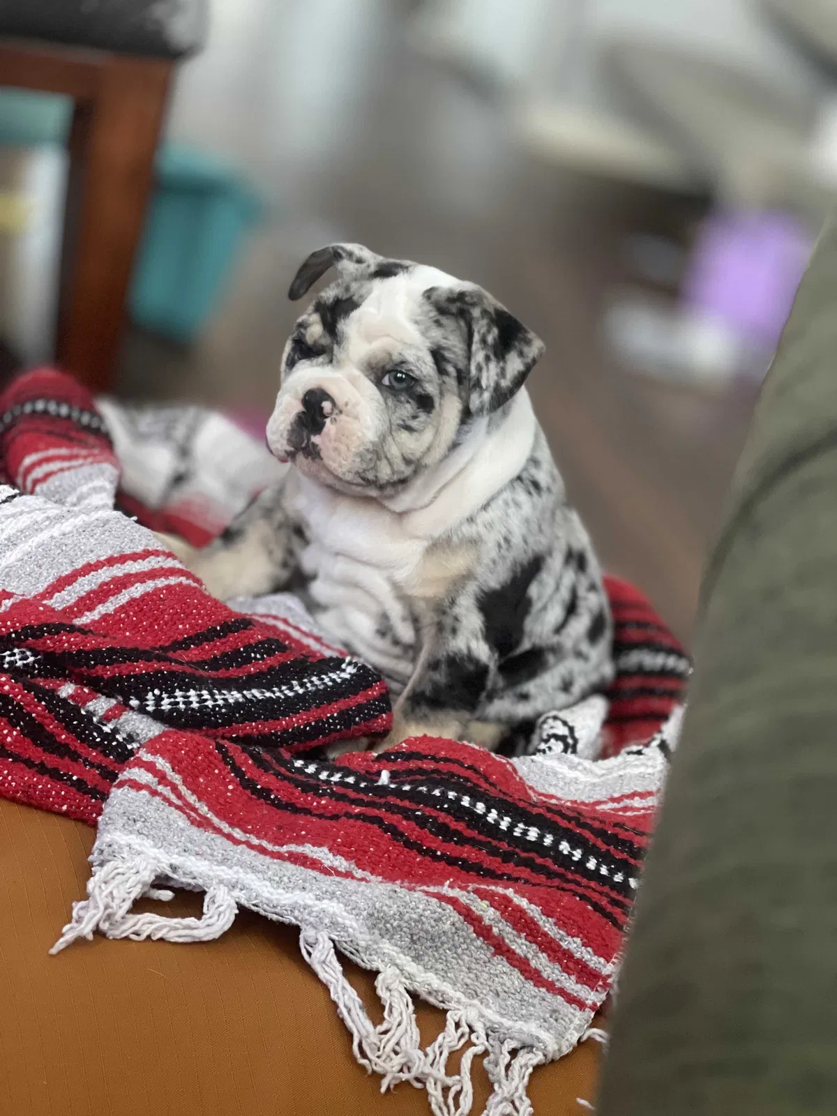 Lost dog in Fort Worth, TX, 76114