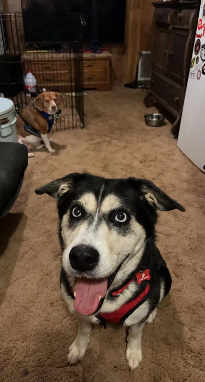 Lost dog in Kimberly, AL, 35091