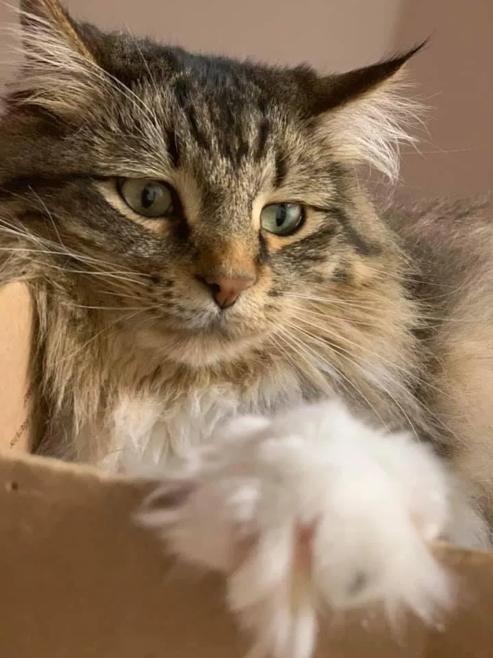 Lost cat in Port Saint Lucie, FL, 34952