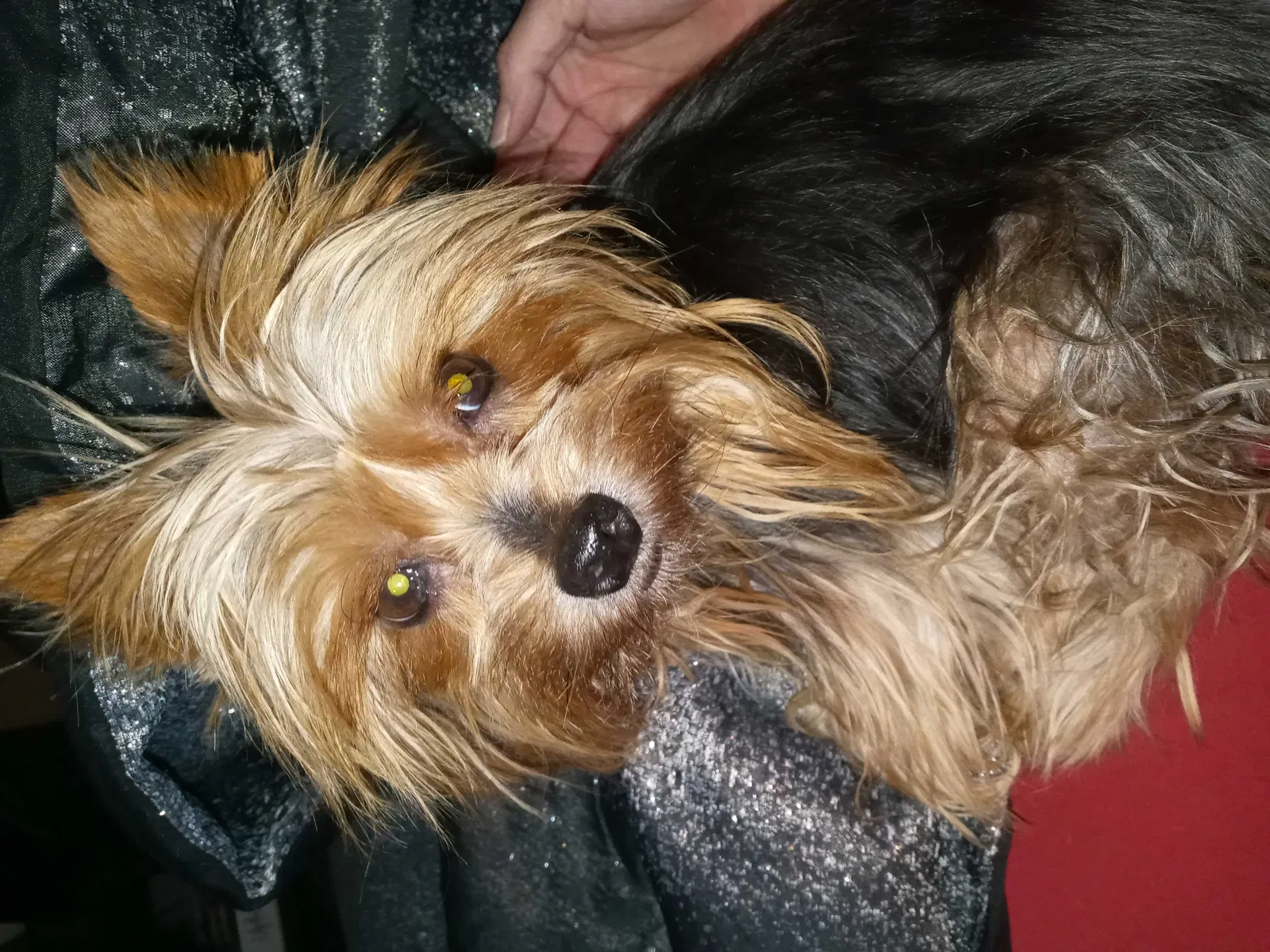 Lost dog in Fort Worth, TX, 76114
