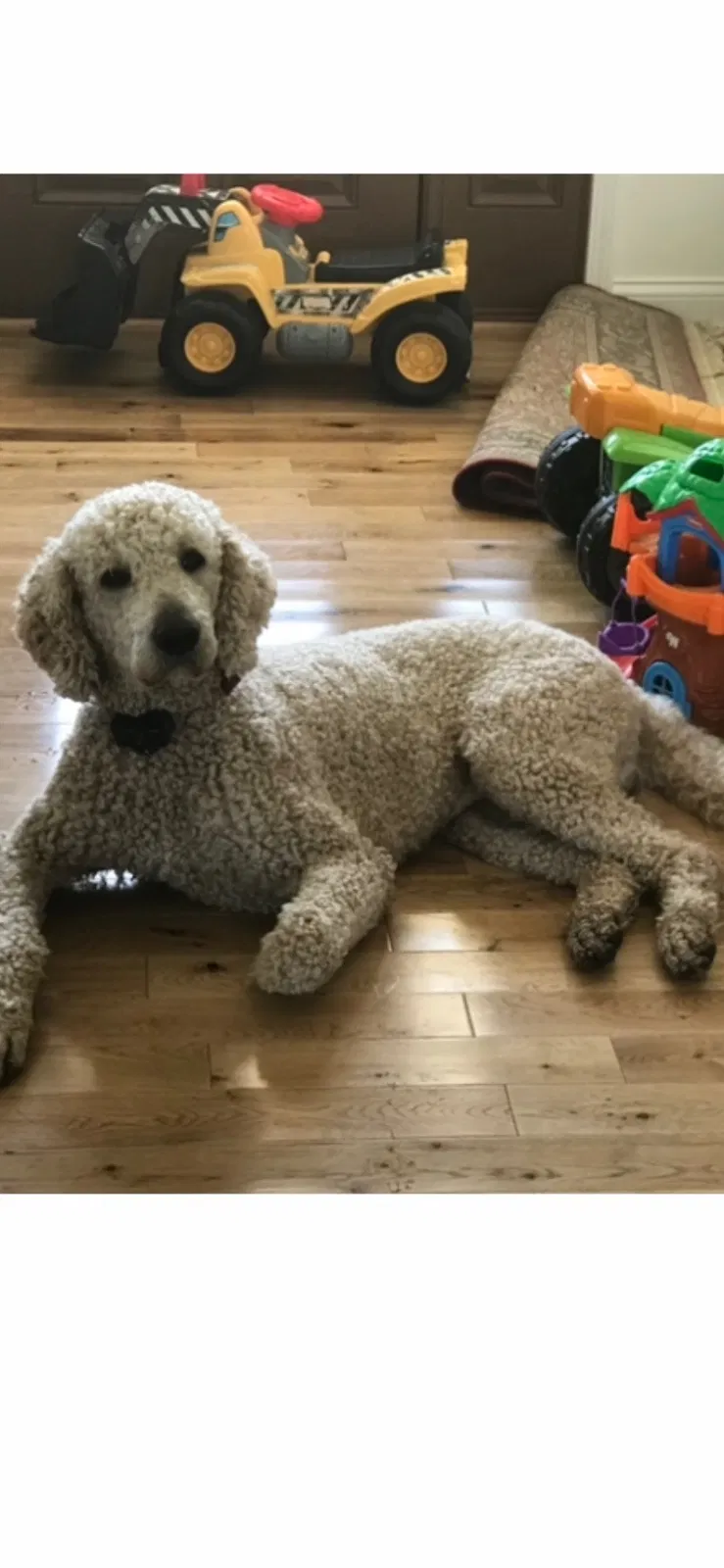 Lost dog in Cynthiana, KY, 41031
