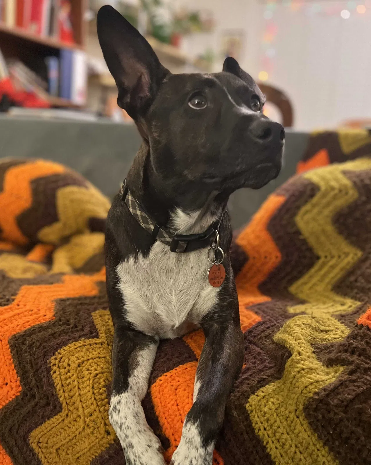 Lost dog in Port Townsend, WA, 98368