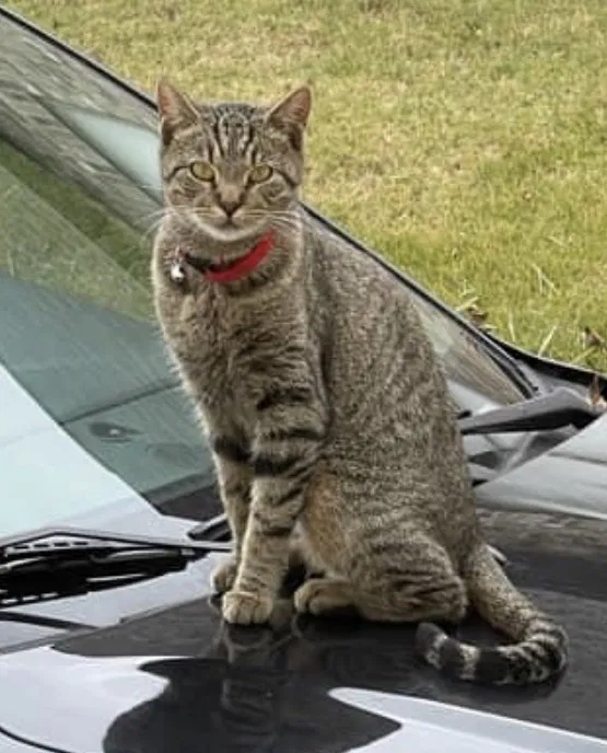 Lost cat in Gardendale, AL, 35071