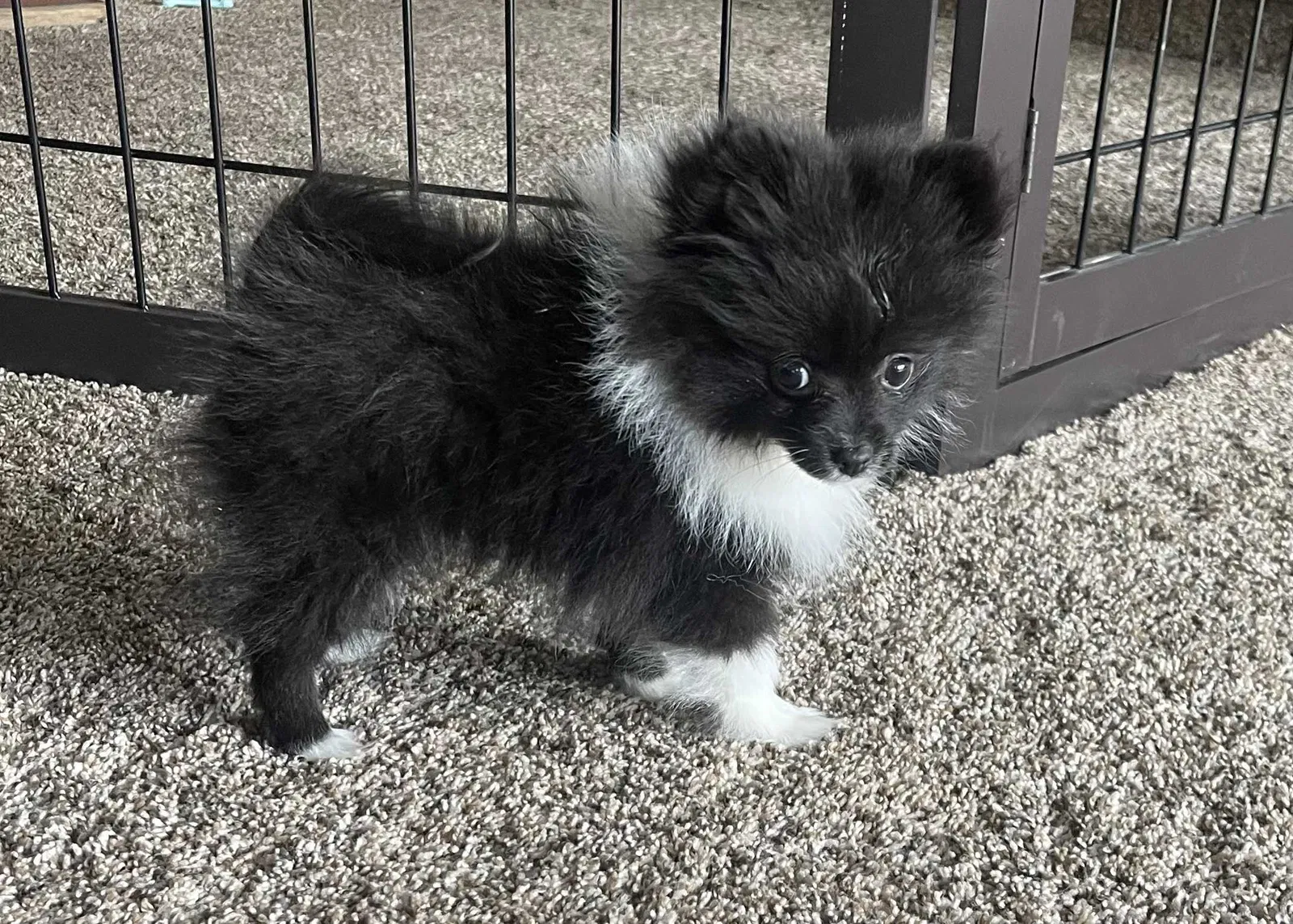 Lost dog in Las Vegas, NV, 89104