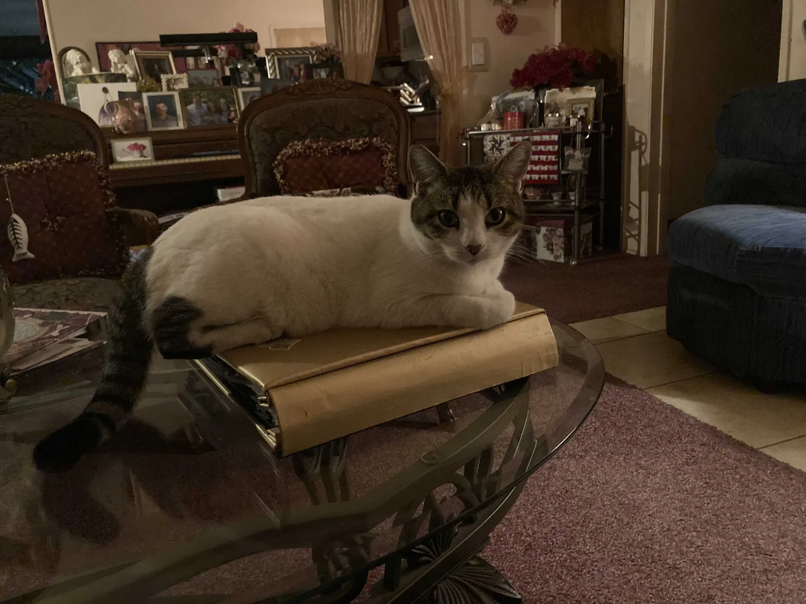Lost cat in Bakersfield, CA, 93304