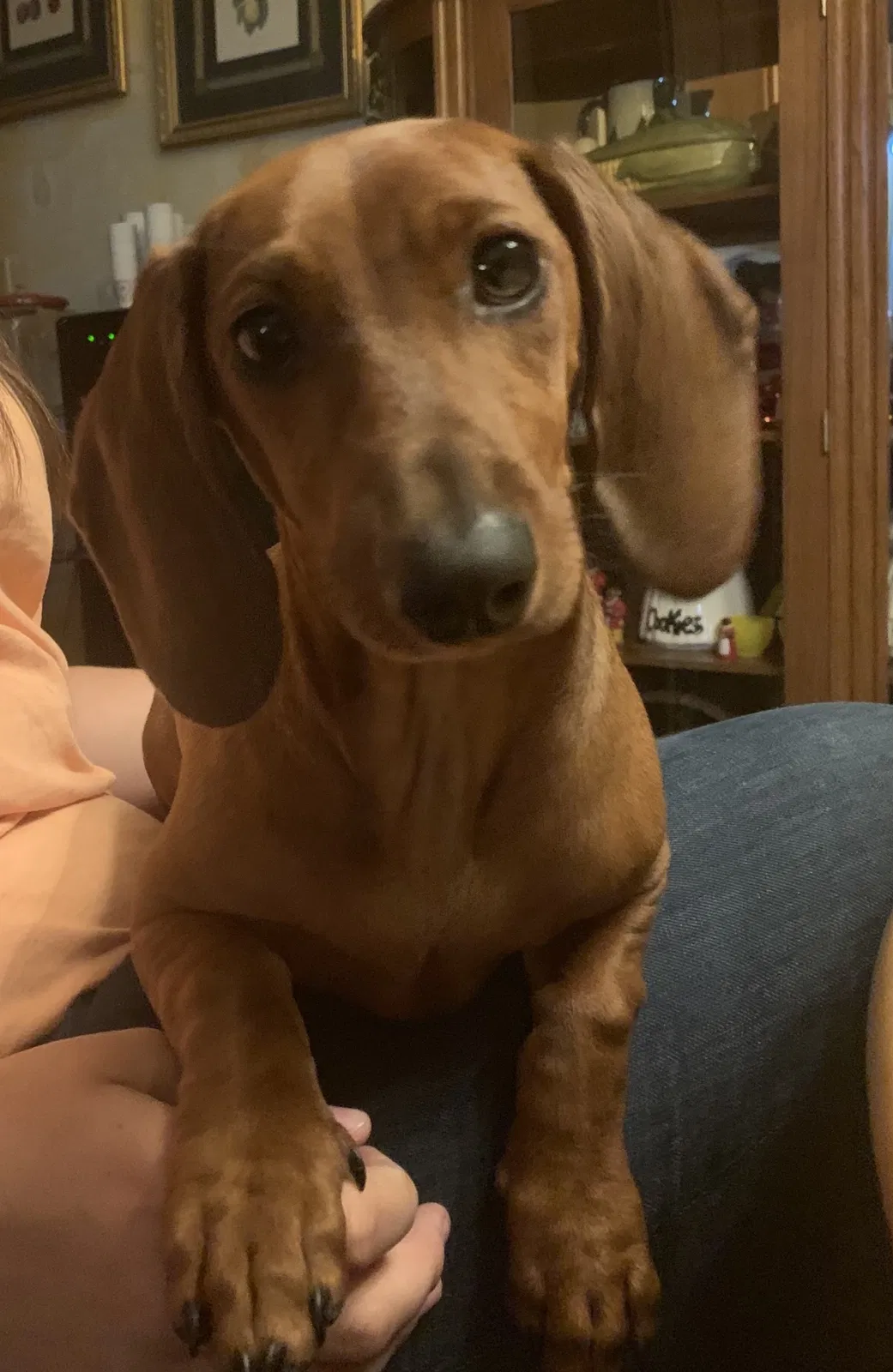 Lost dog in Murfreesboro, TN, 37130