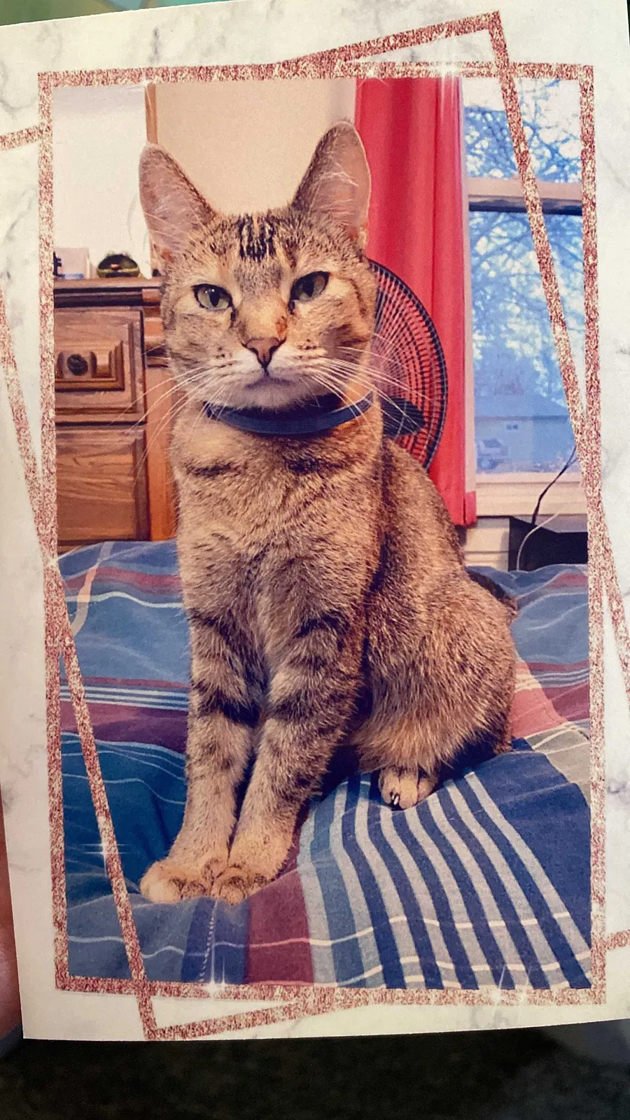 Lost cat in Wood River, IL, 62095