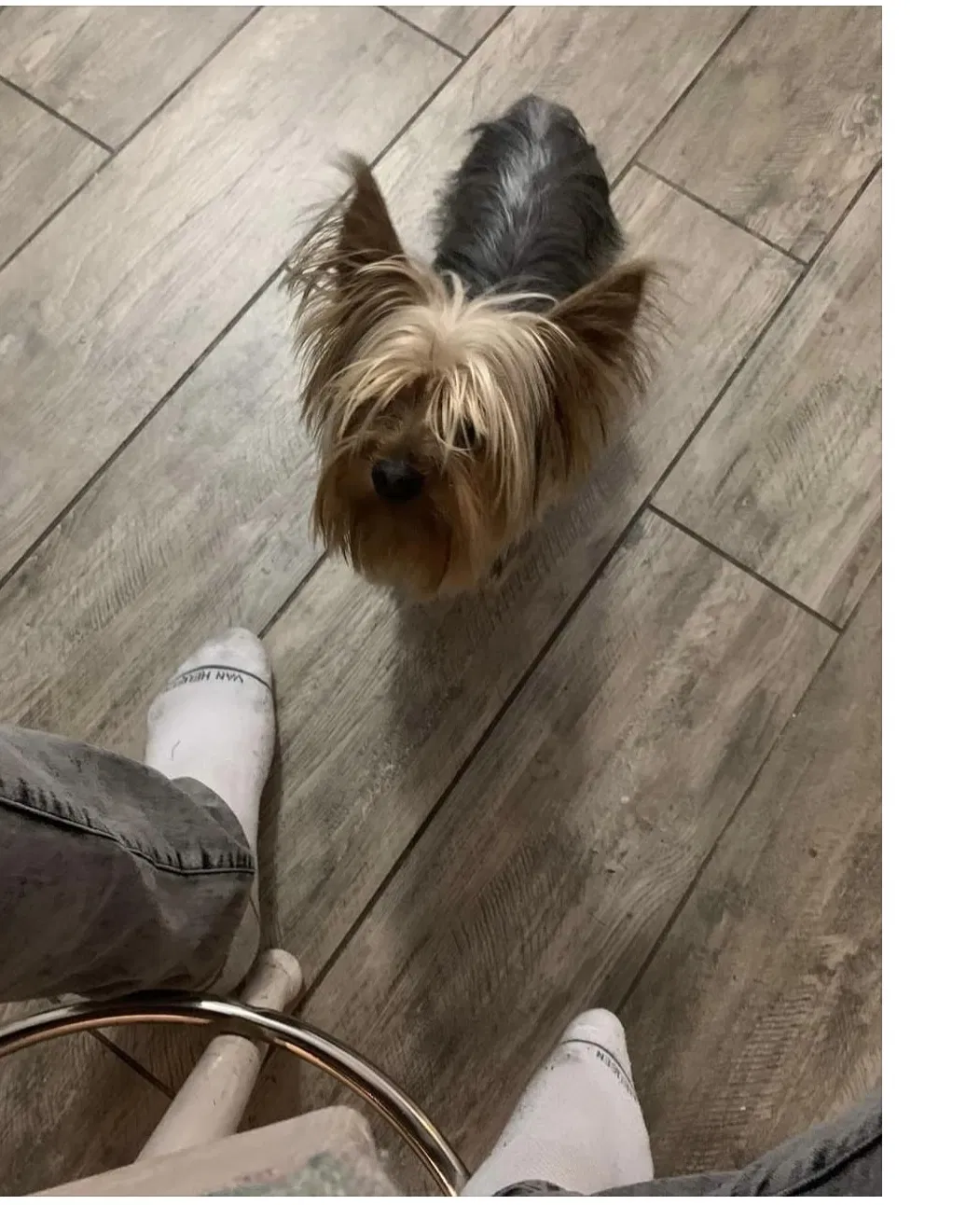 Lost dog in Las Vegas, NV, 89107
