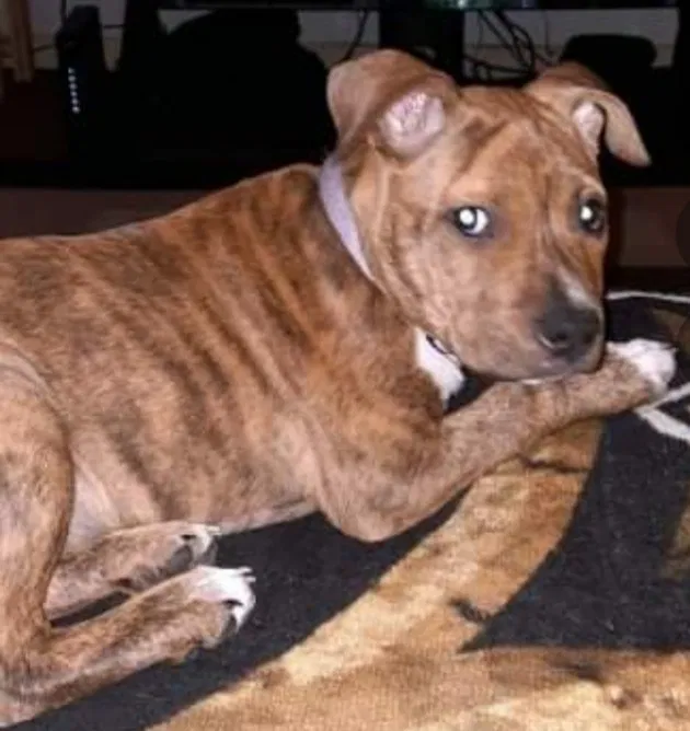 Lost dog in Pueblo, CO, 81001