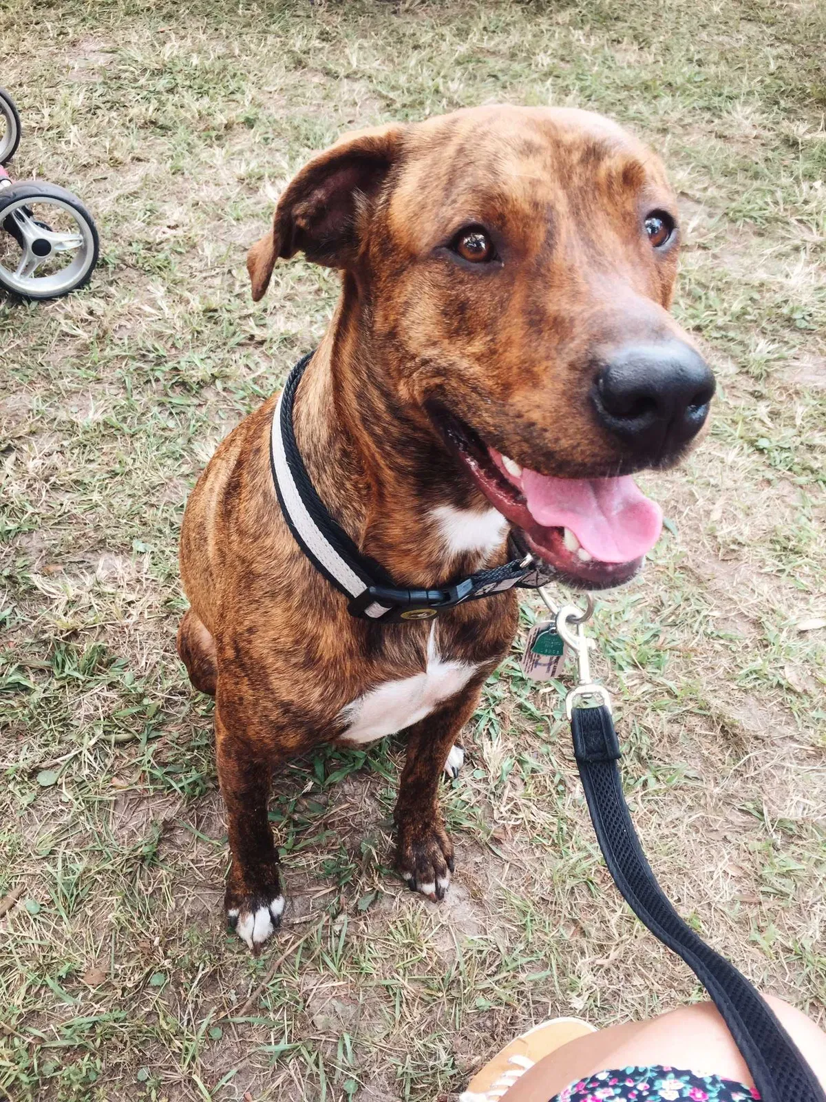 Lost dog in Orange Park, FL, 32065