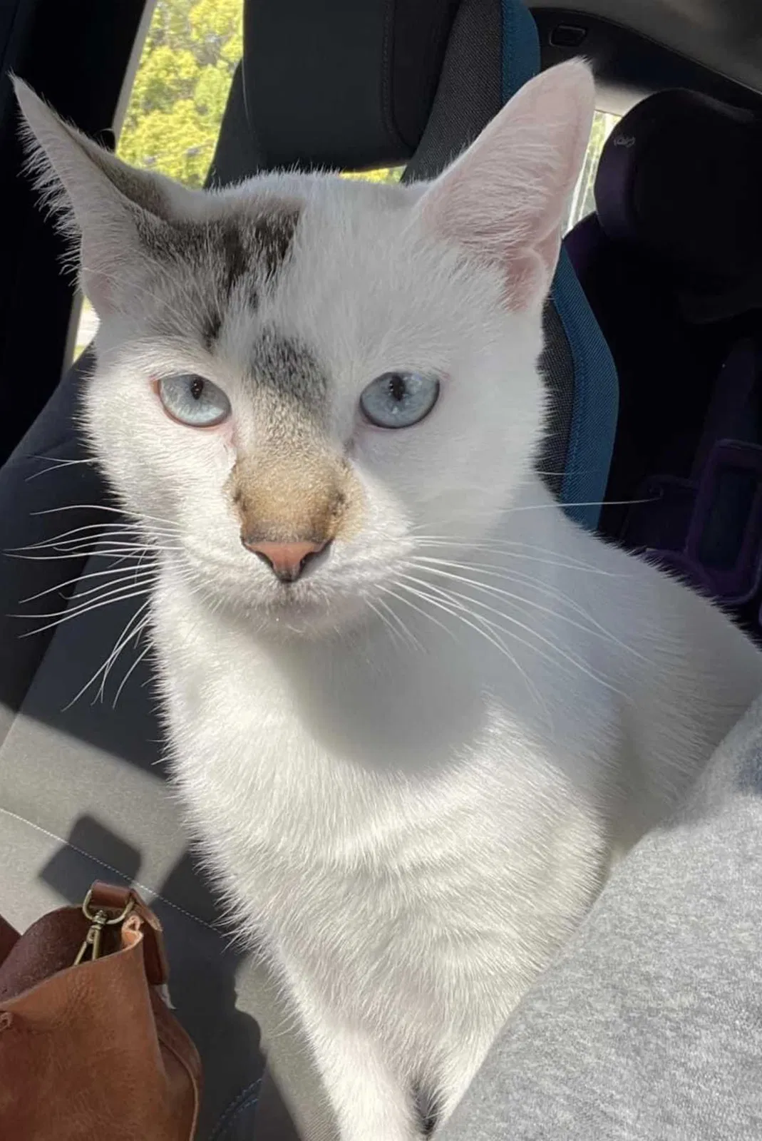Lost cat in Brooksville, FL, 34614