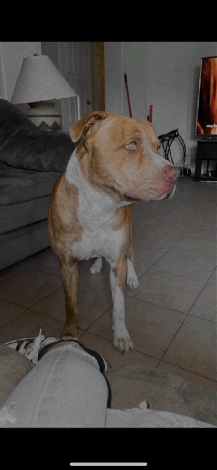 Lost dog in San Antonio, TX, 78245