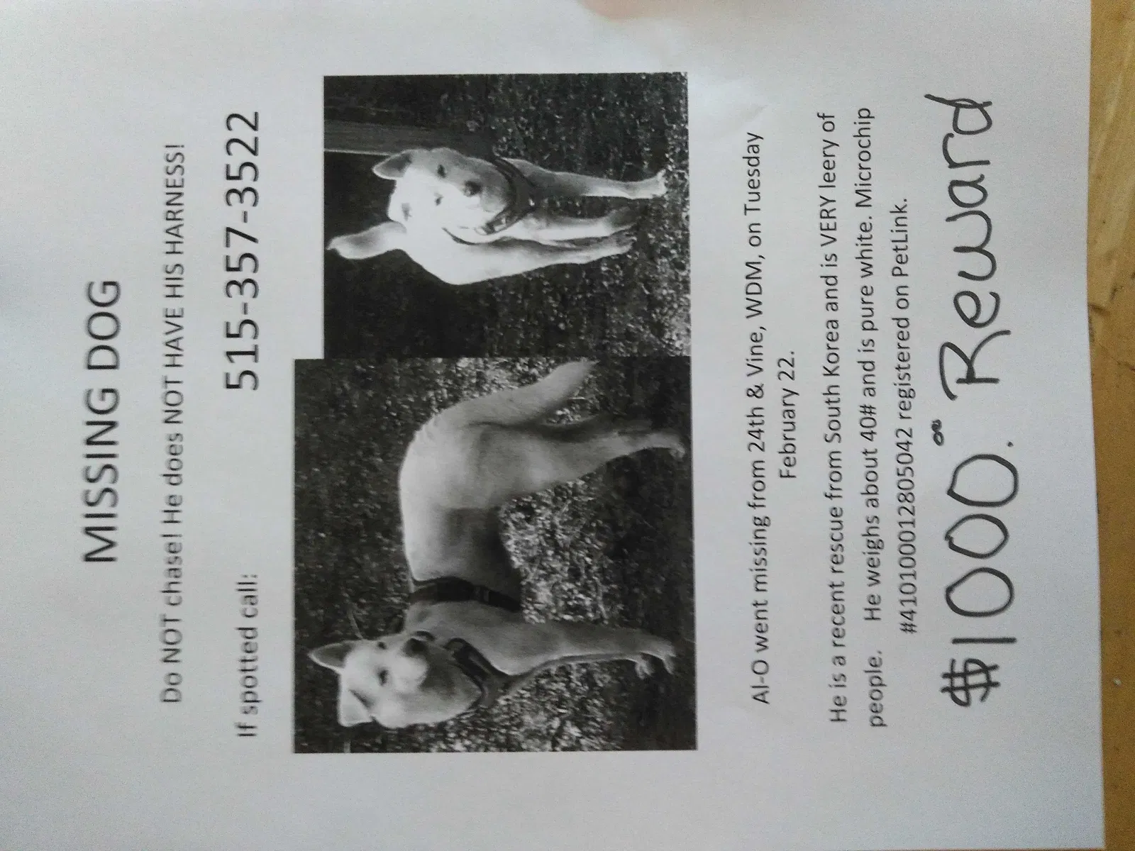 Lost dog in West Des Moines, IA, 50265