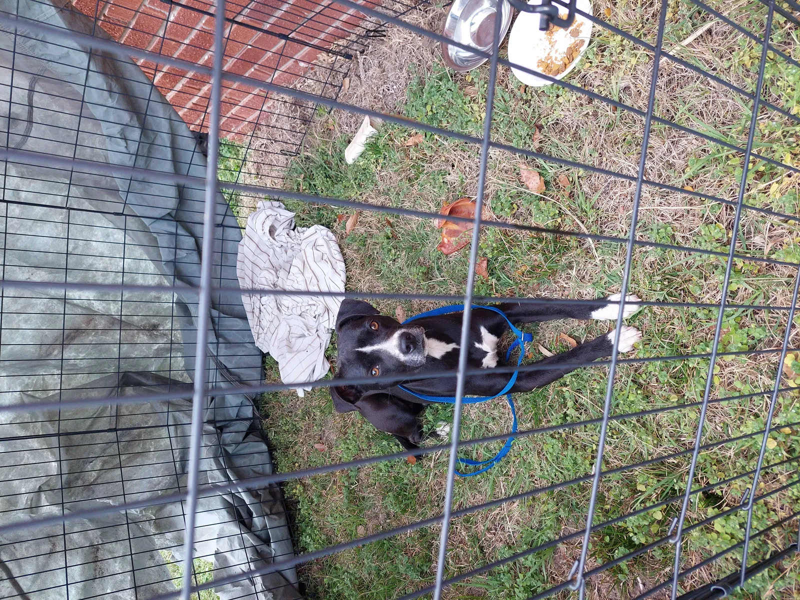 Found dog in West Columbia, SC, 29169