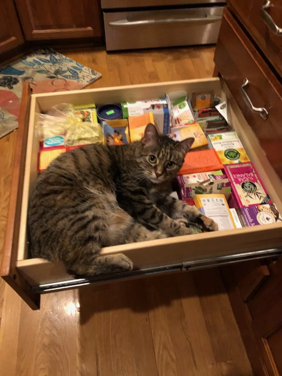 Lost cat in Louisville, KY, 40245