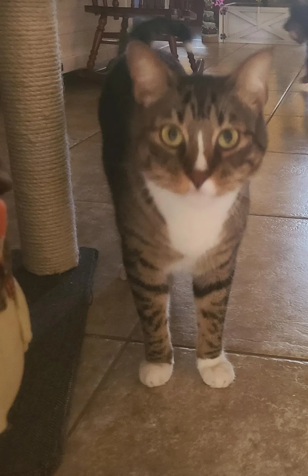 Lost cat in Lafayette, LA, 70508