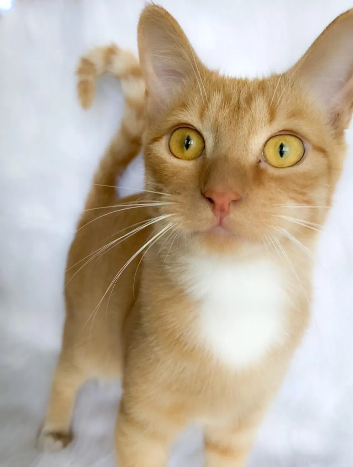 Lost cat in Orlando, FL, 32807