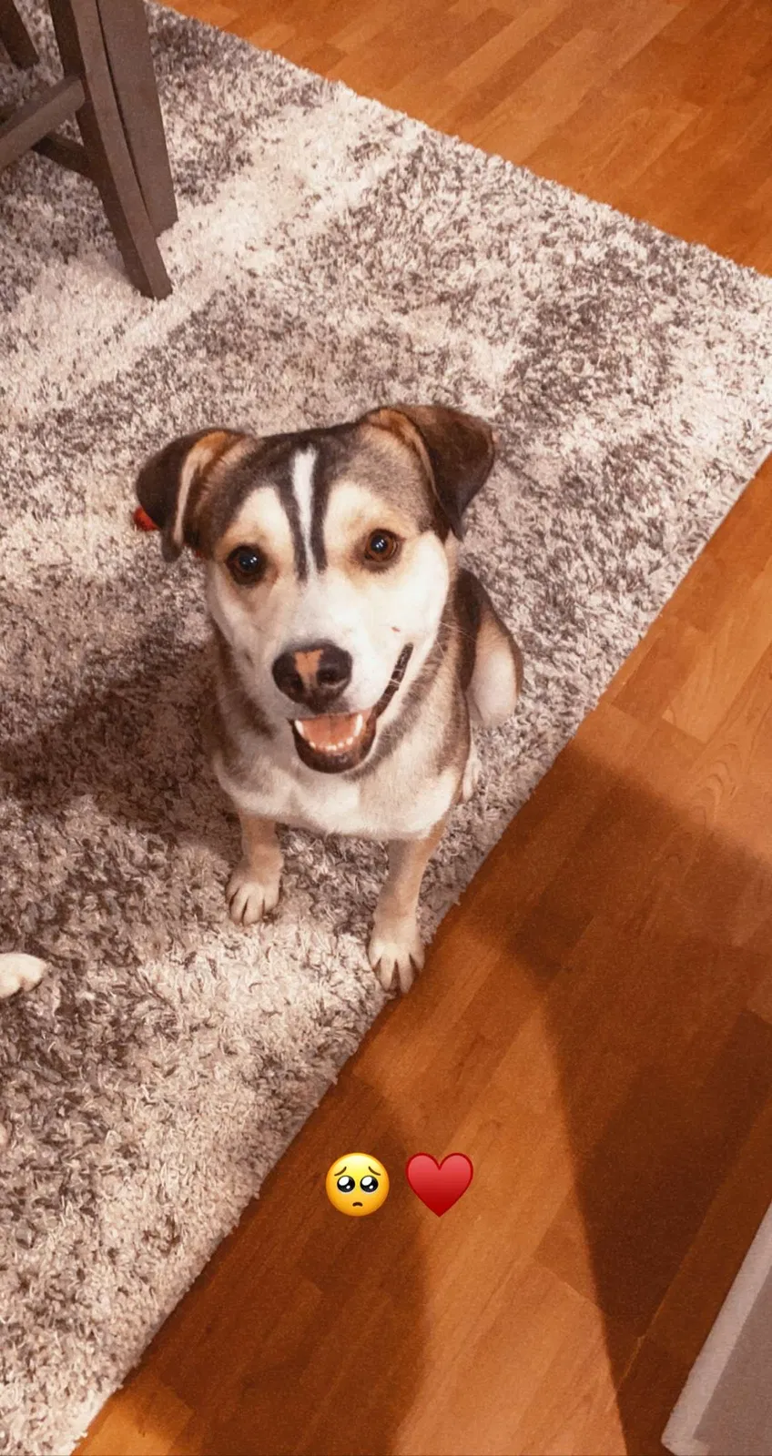 Lost dog in Riverside, CA, 92507