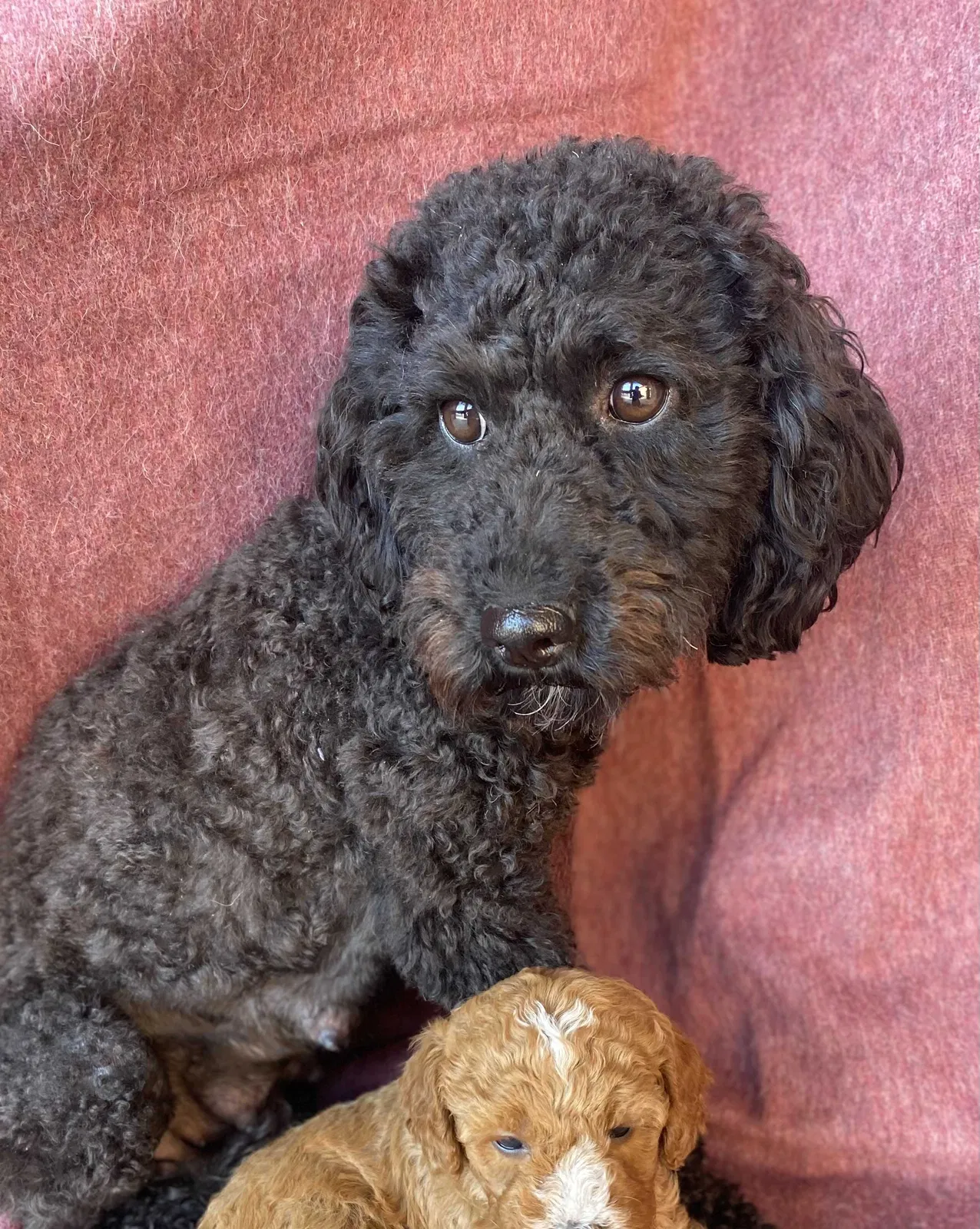 Lost dog in West Jordan, UT, 84088