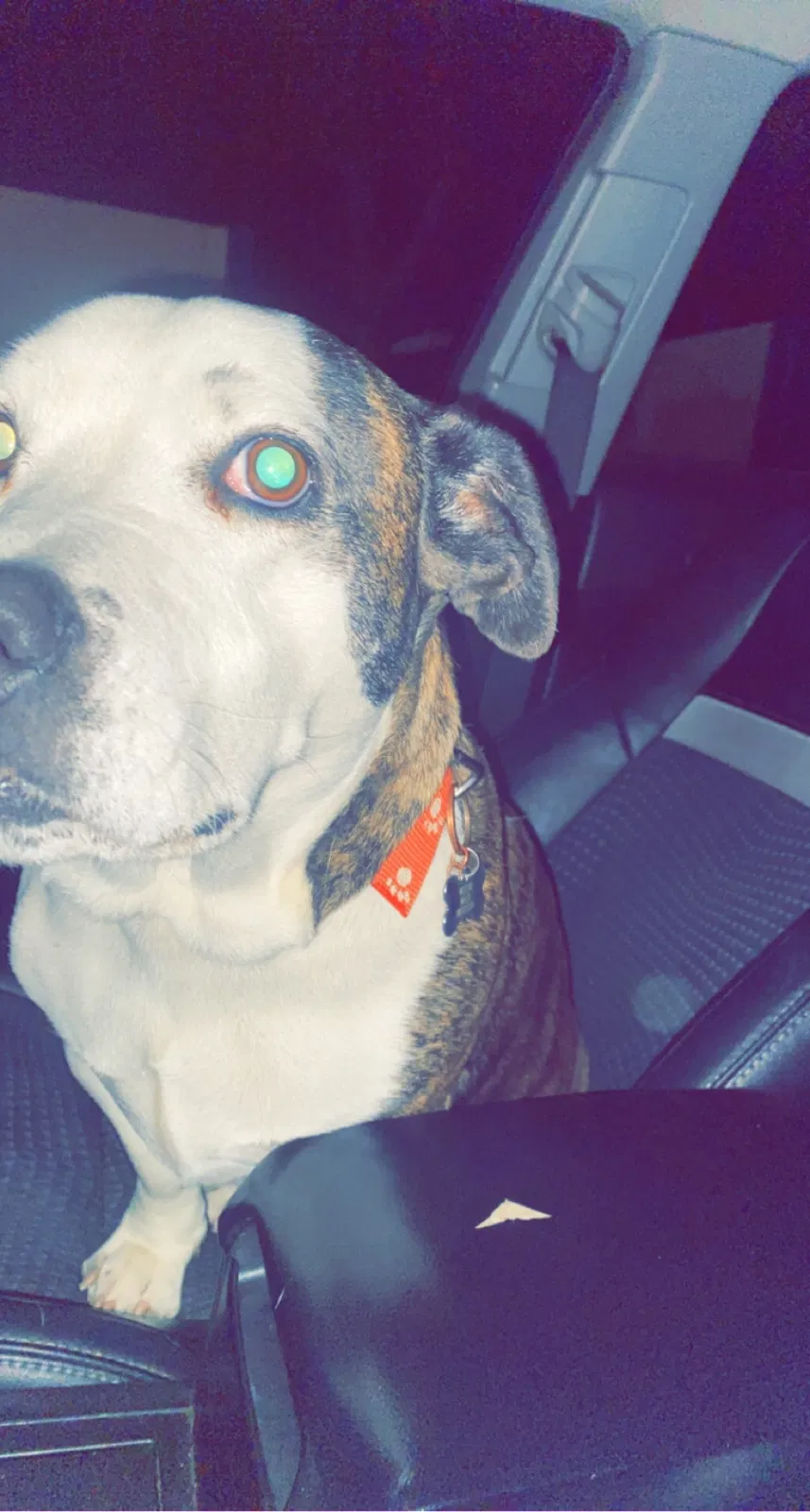 Lost dog in Unknown, CA, 923408