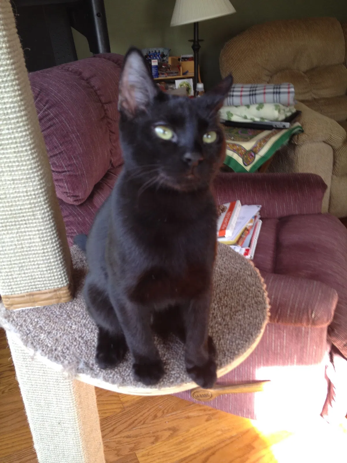Lost cat in Spring, TX, 77381