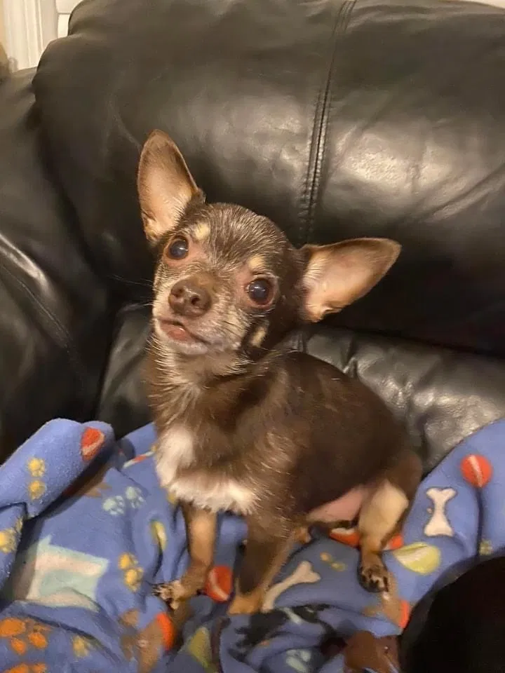 Lost dog in Fayetteville, NC, 28312