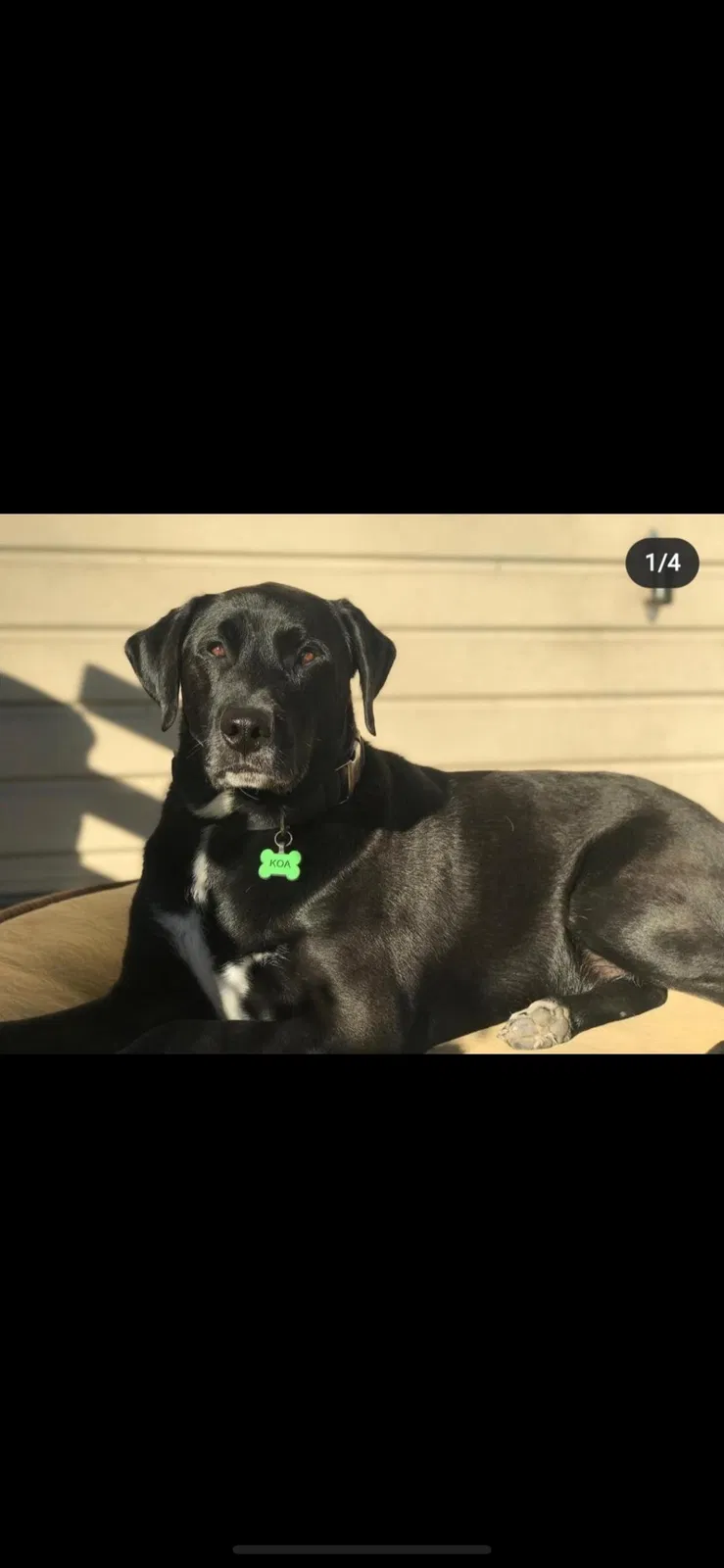 Lost dog in Claremont, CA, 91711
