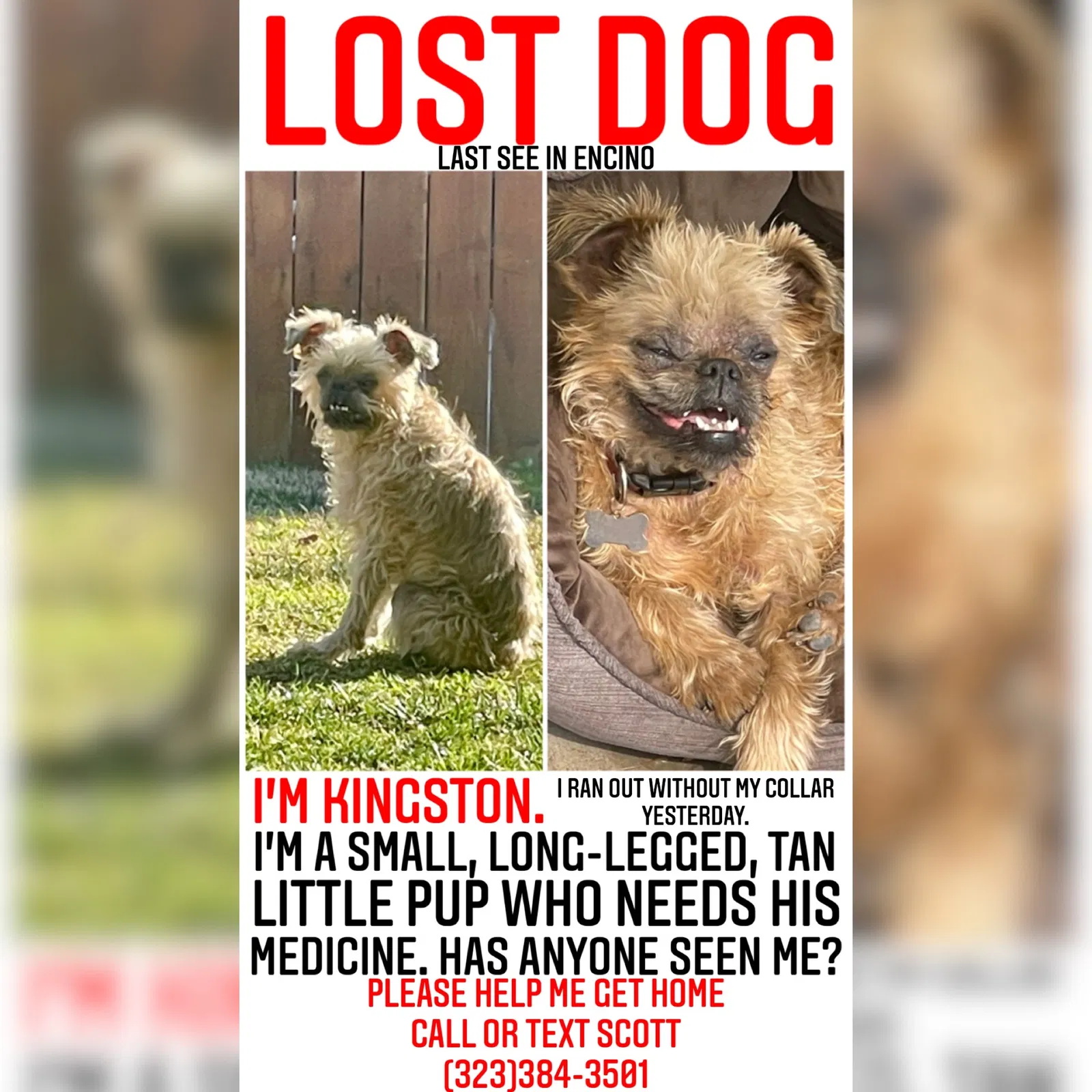 Lost dog in Encino, CA, 91316