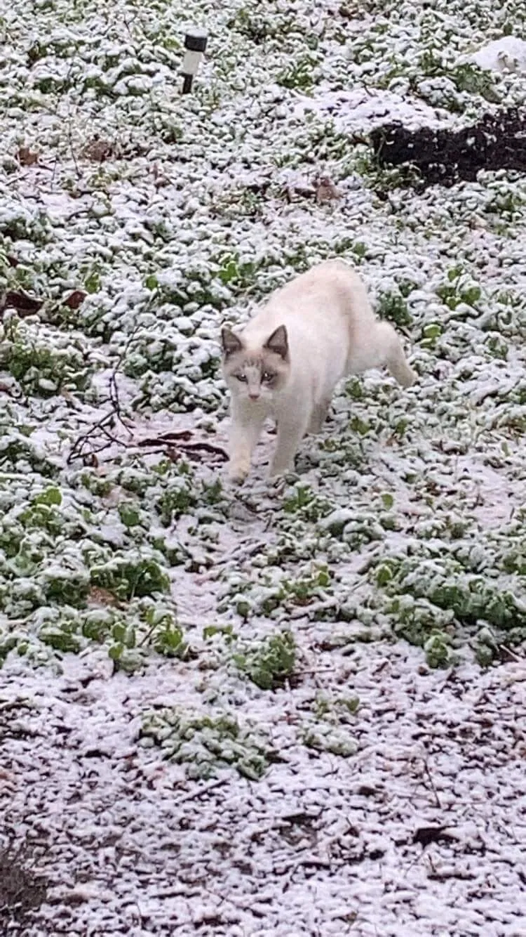 Lost cat in Decatur, GA, 30030
