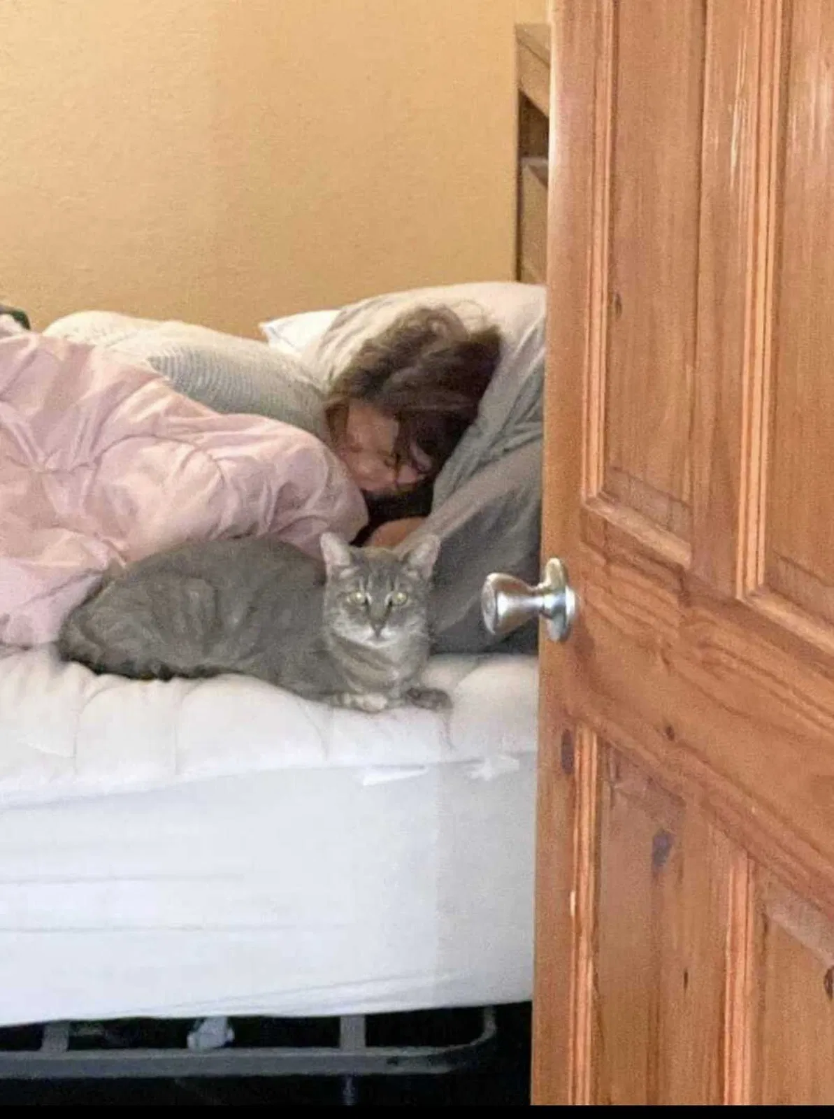 Lost cat in North Highlands, CA, 95660