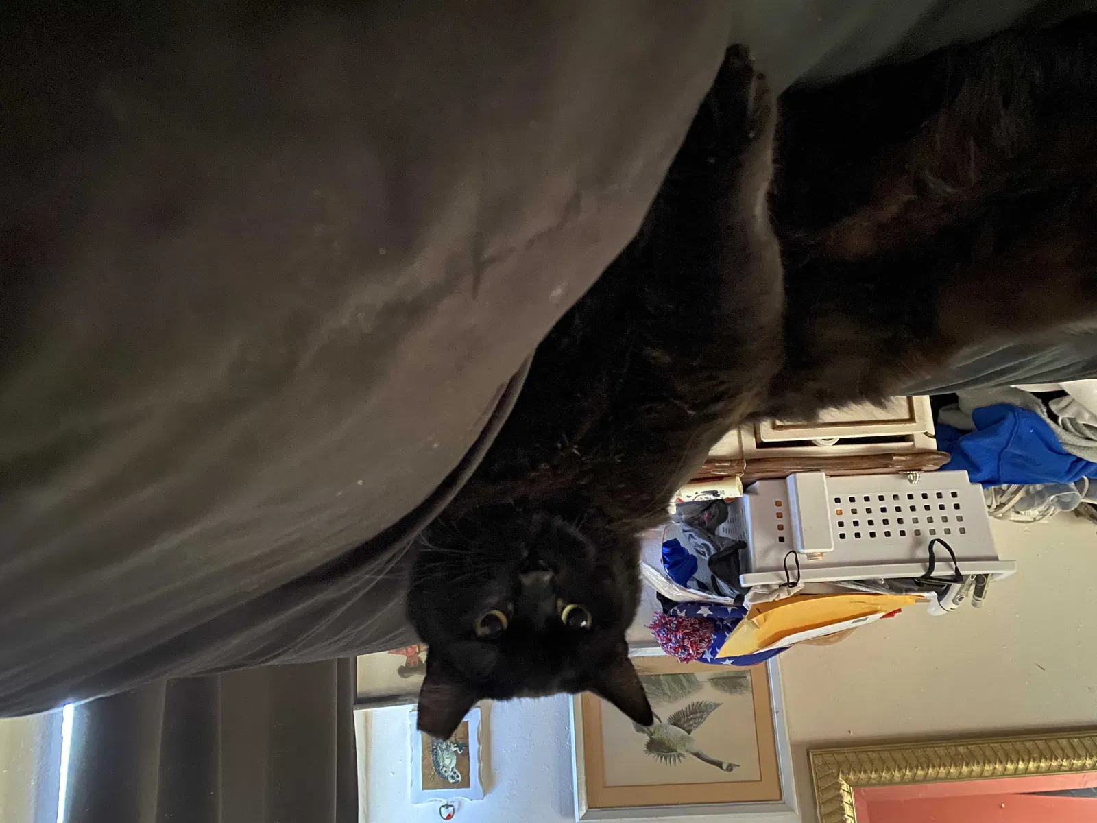 Lost cat in San Antonio, TX, 78216