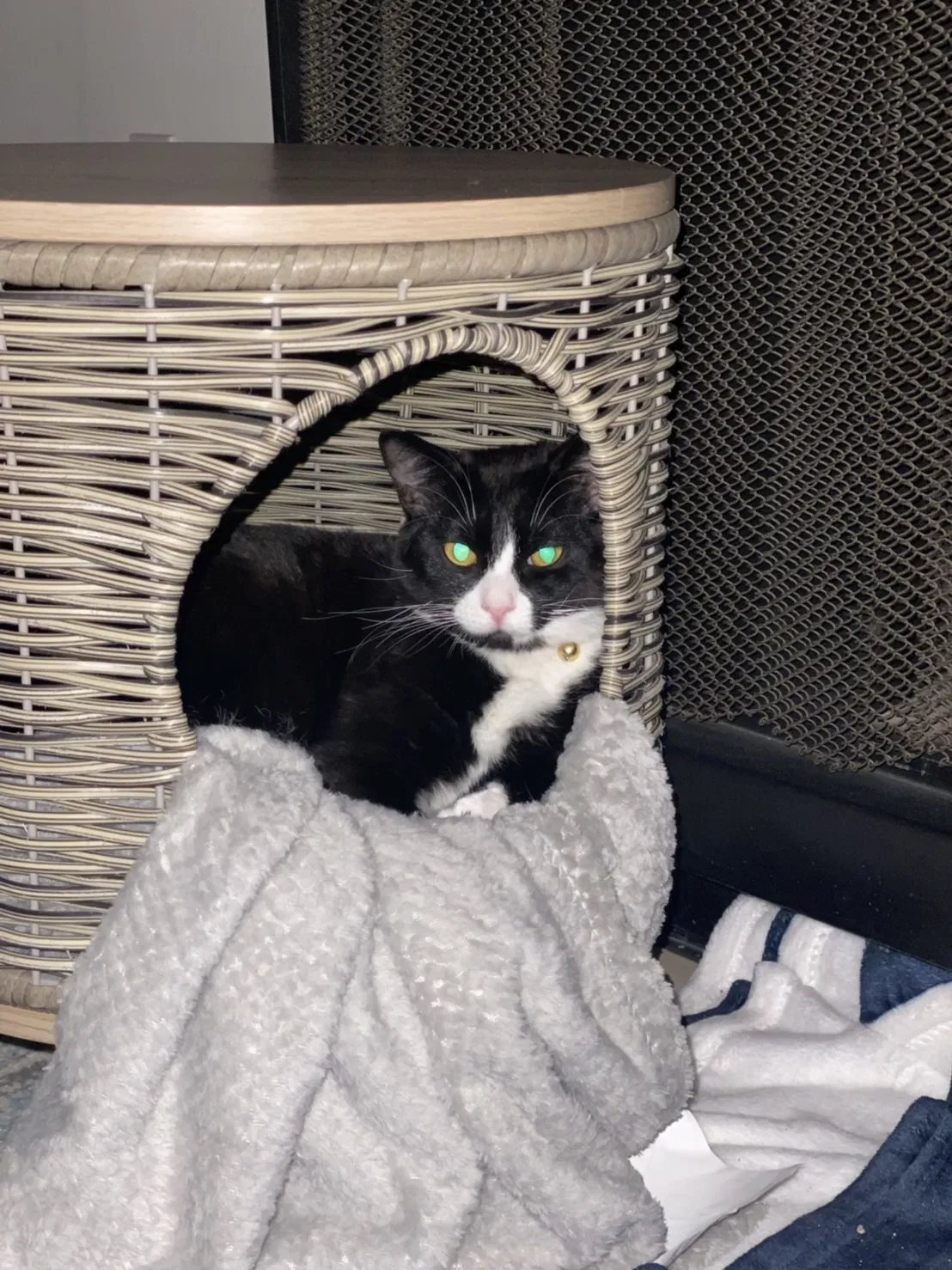 Lost cat in Pacific Palisades, CA, 90272