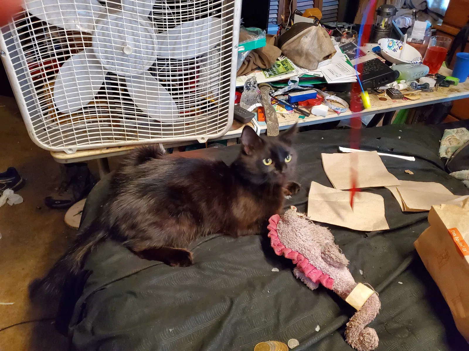 Lost cat in Mount Juliet, TN, 37122