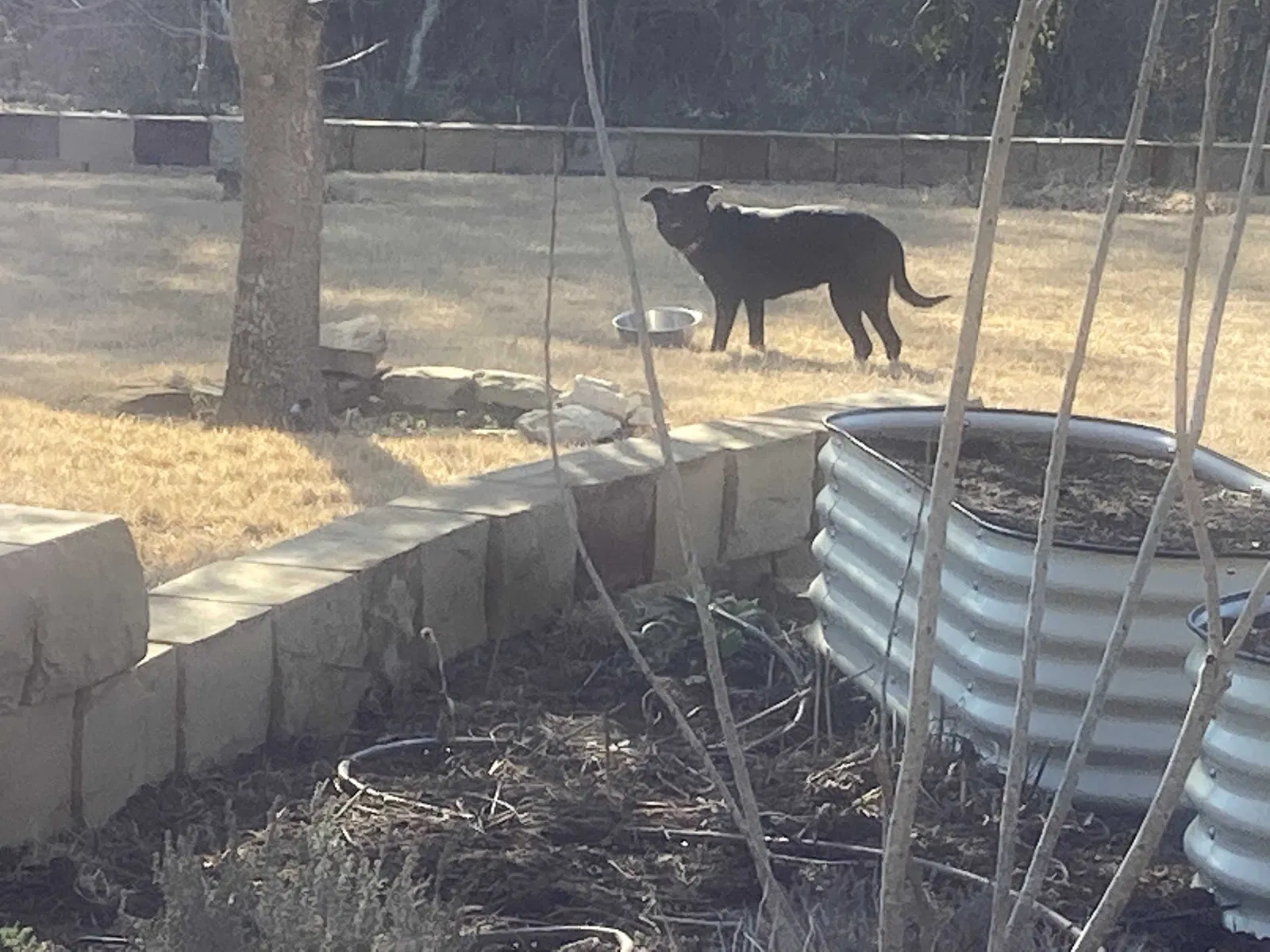 Found dog in Temple, TX, 76502