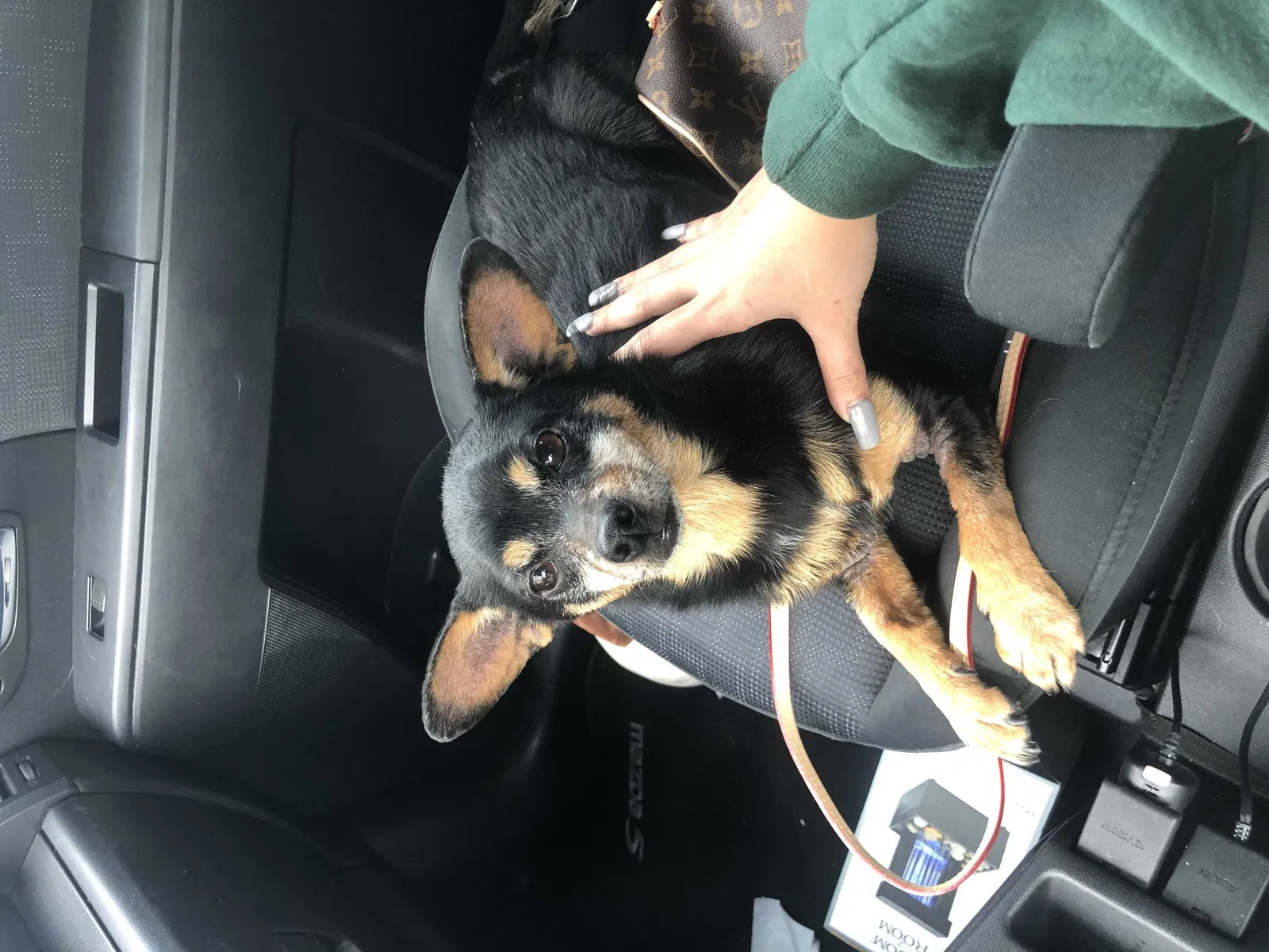Lost dog in Garden Grove, CA, 92843