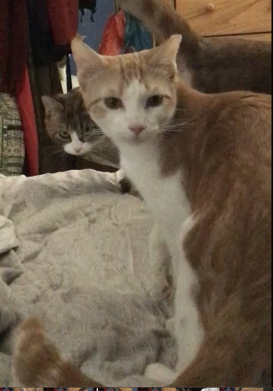 Lost cat in Tucson, AZ, 85711