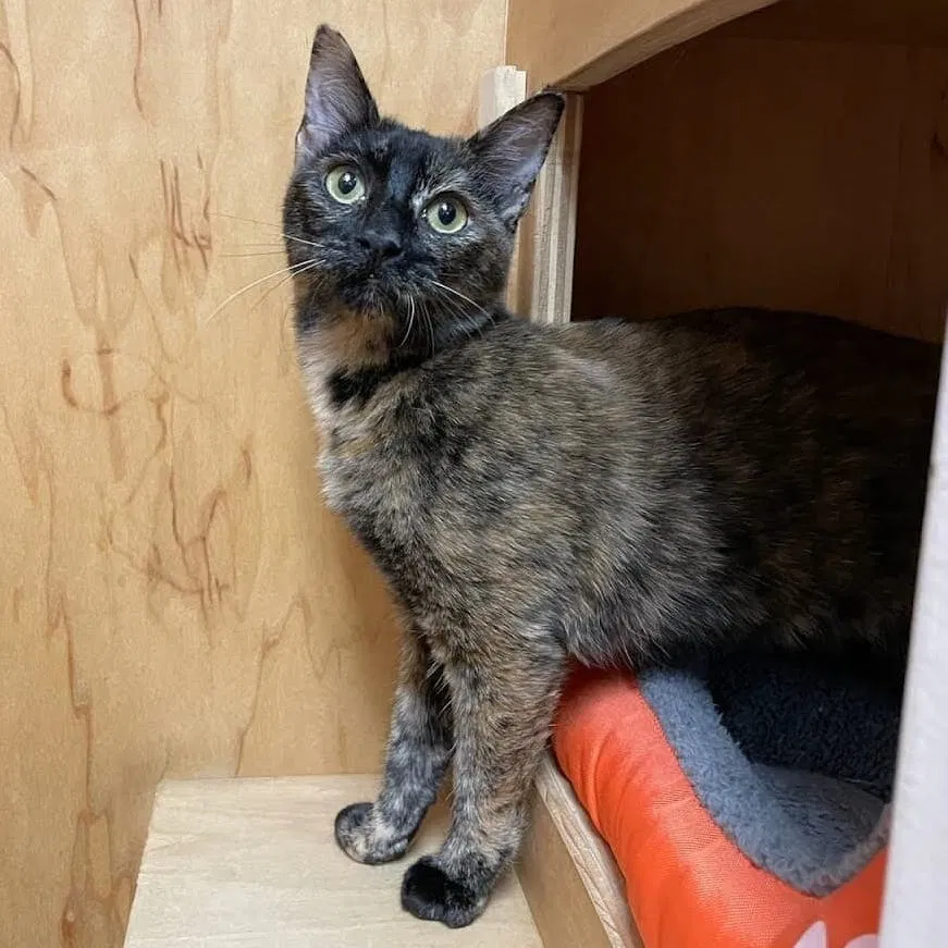 Lost cat in San Francisco, CA, 94132