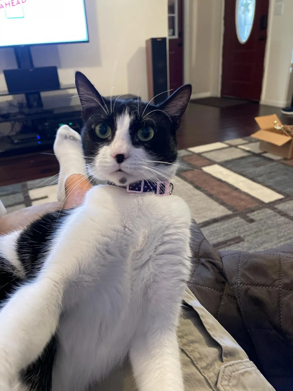 Lost cat in Katy, TX, 77449