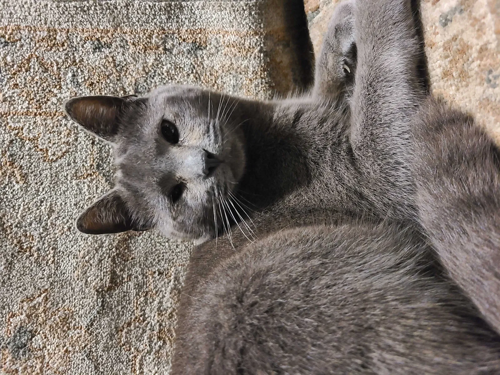 Lost cat in Long Beach, CA, 90806