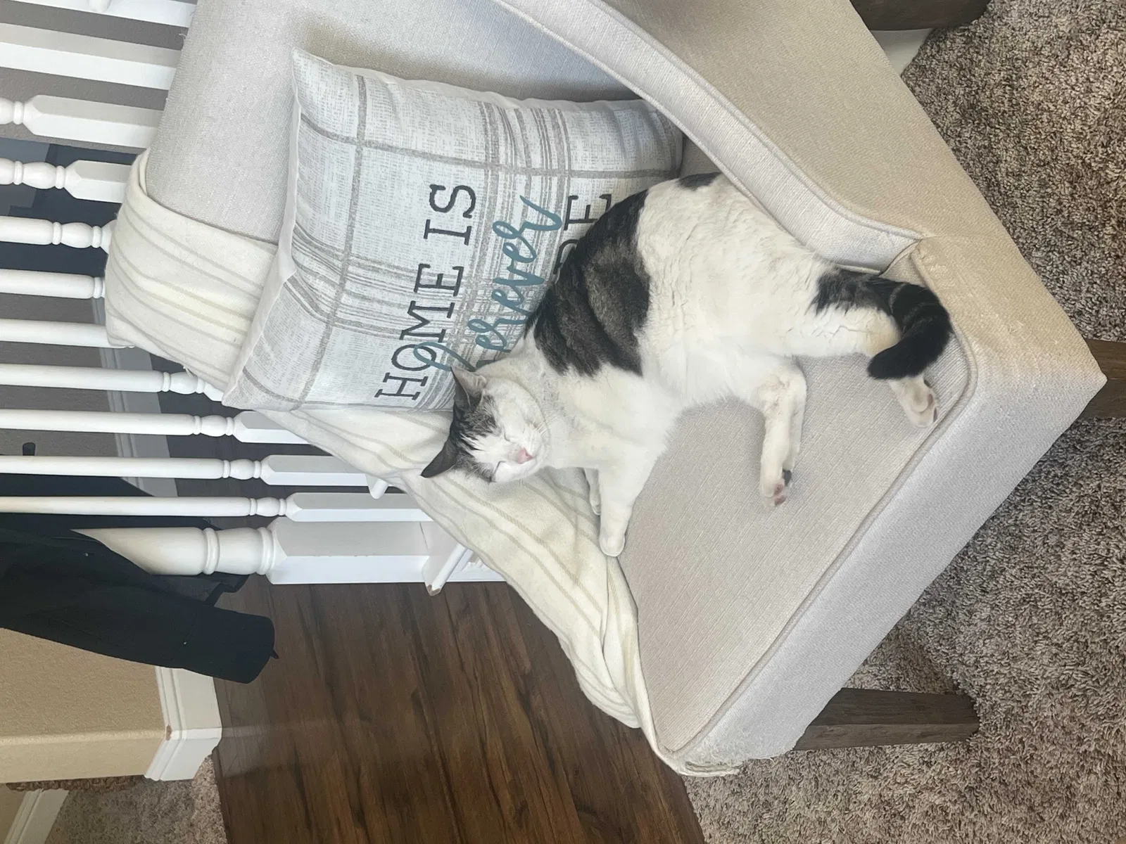 Lost cat in Roseville, CA, 95747