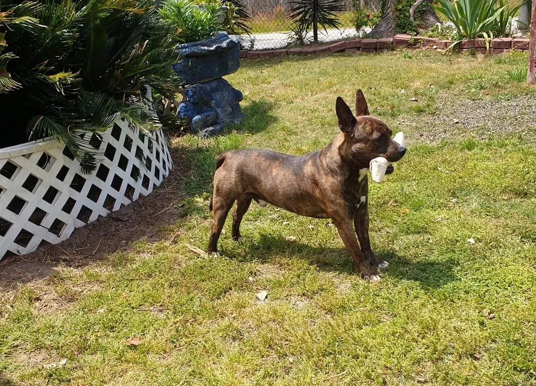 Lost dog in Fayetteville, NC, 28304