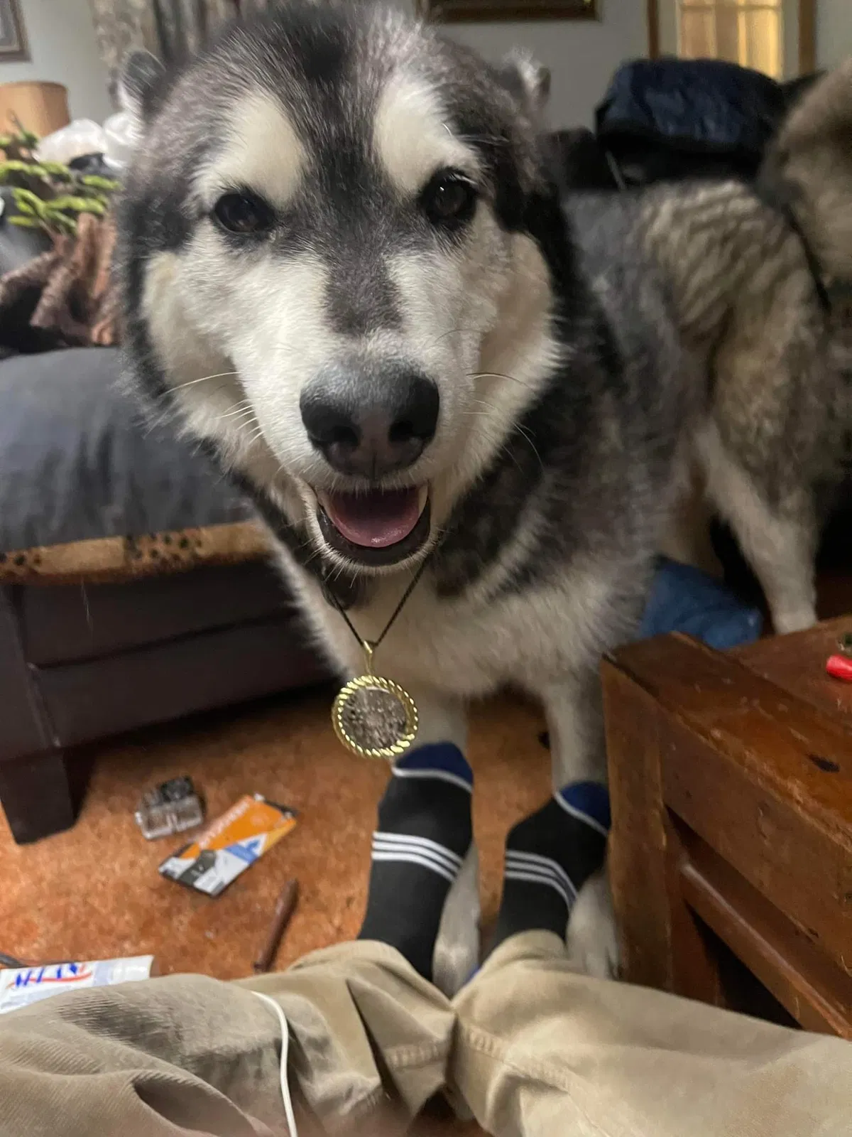 Lost dog in Shawsville, VA, 24162