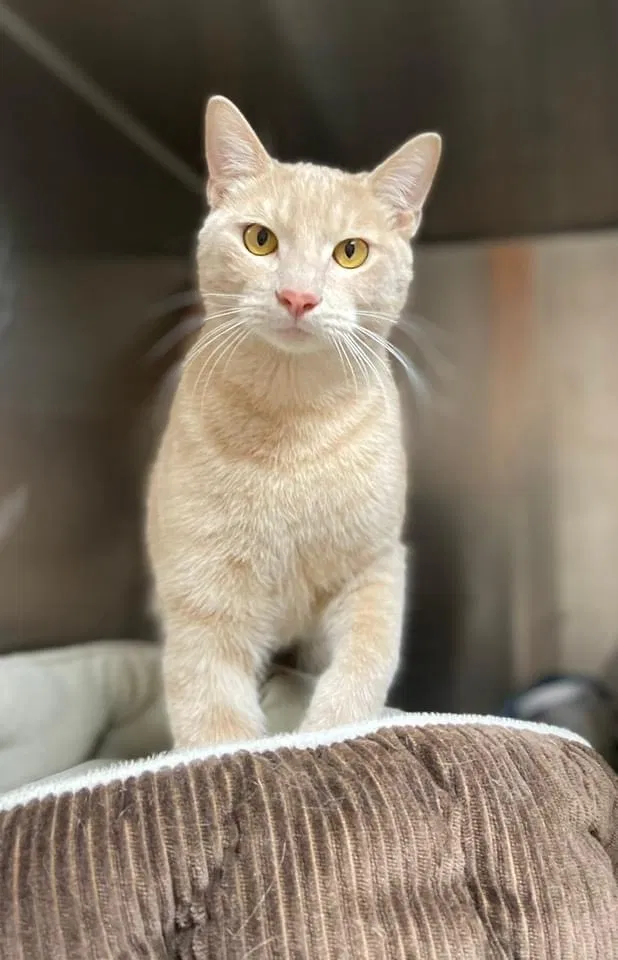 Lost cat in League City, TX, 77573