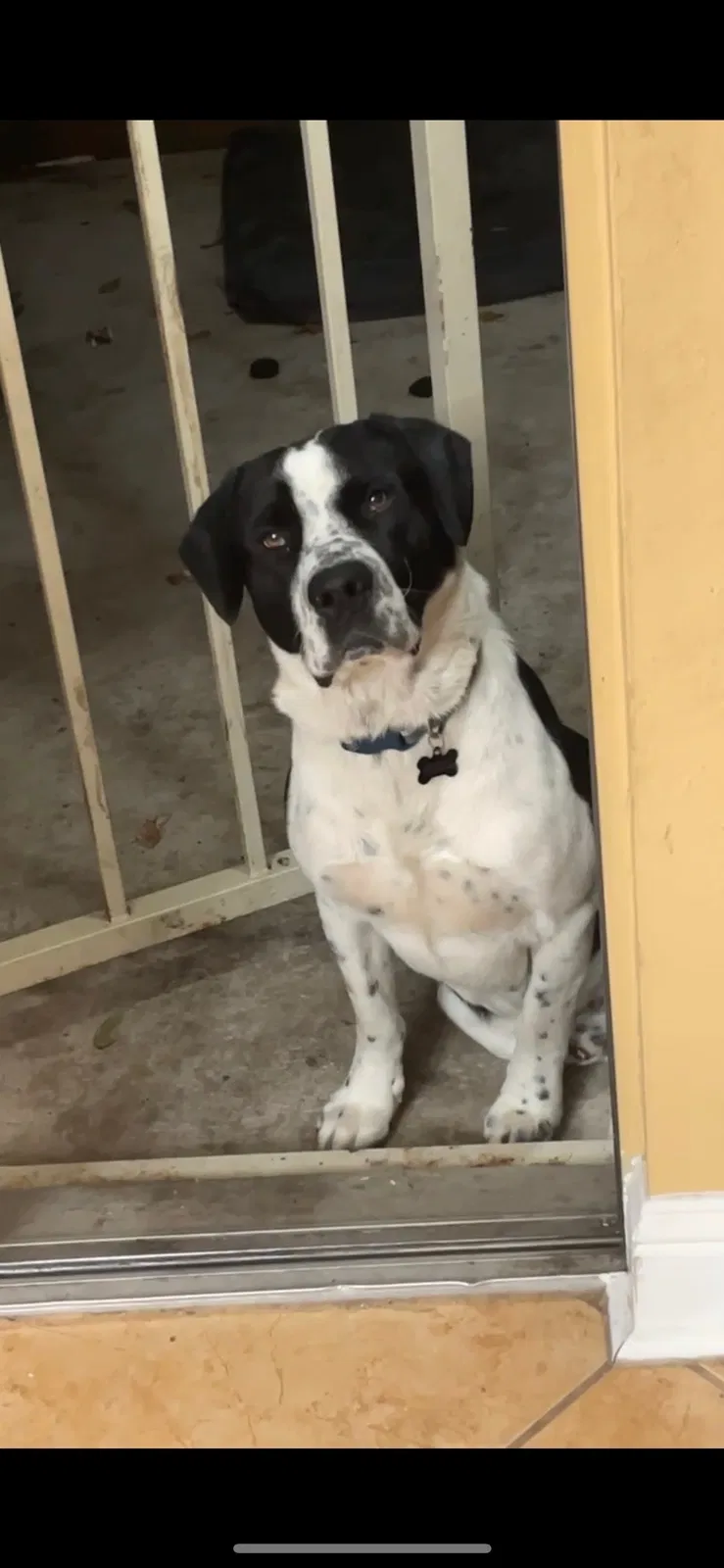 Lost dog in Houston, TX, 77086