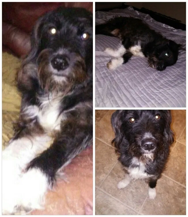 Lost dog in Crowley, LA, 70526